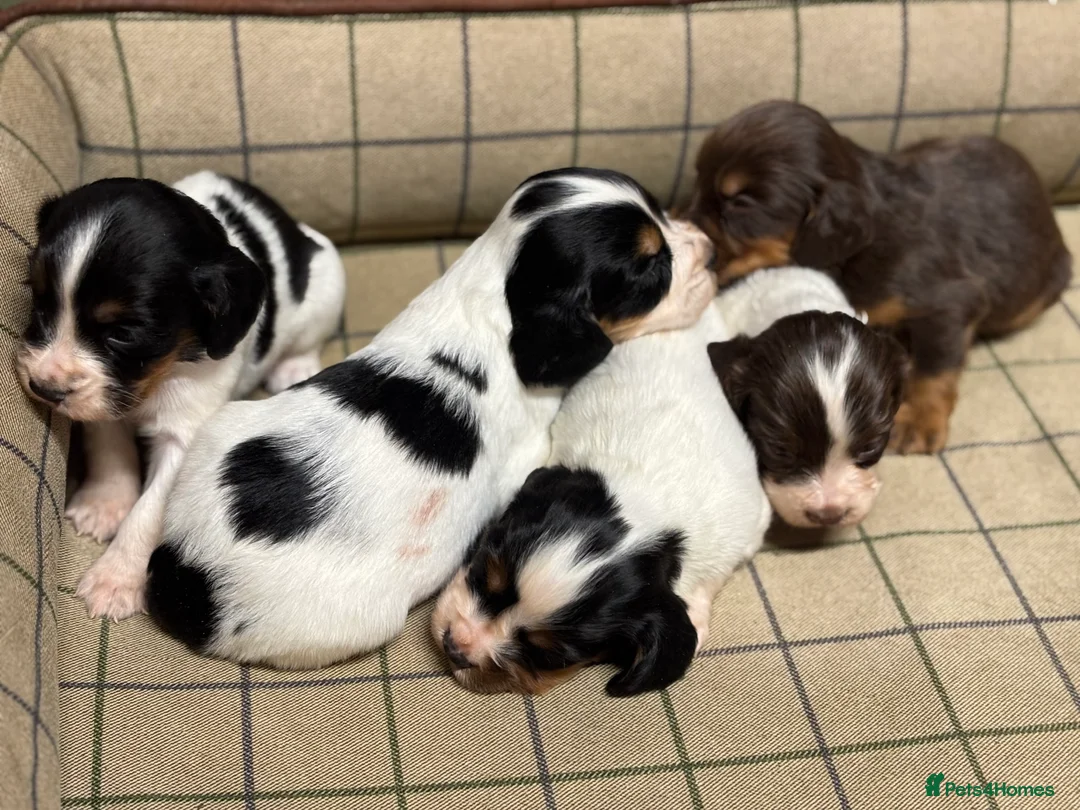 Cocker Spaniel dogs for sale: Stunning Cocker Spaniel Puppies  - Advert 15