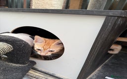 Savannah cats for sale: Savannah F6 kittens - Image 10