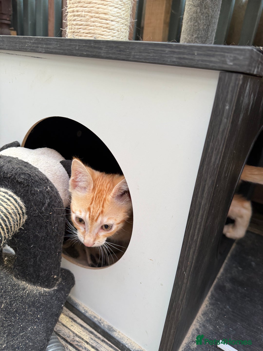 Savannah cats for sale: Savannah F6 kittens - Image 10