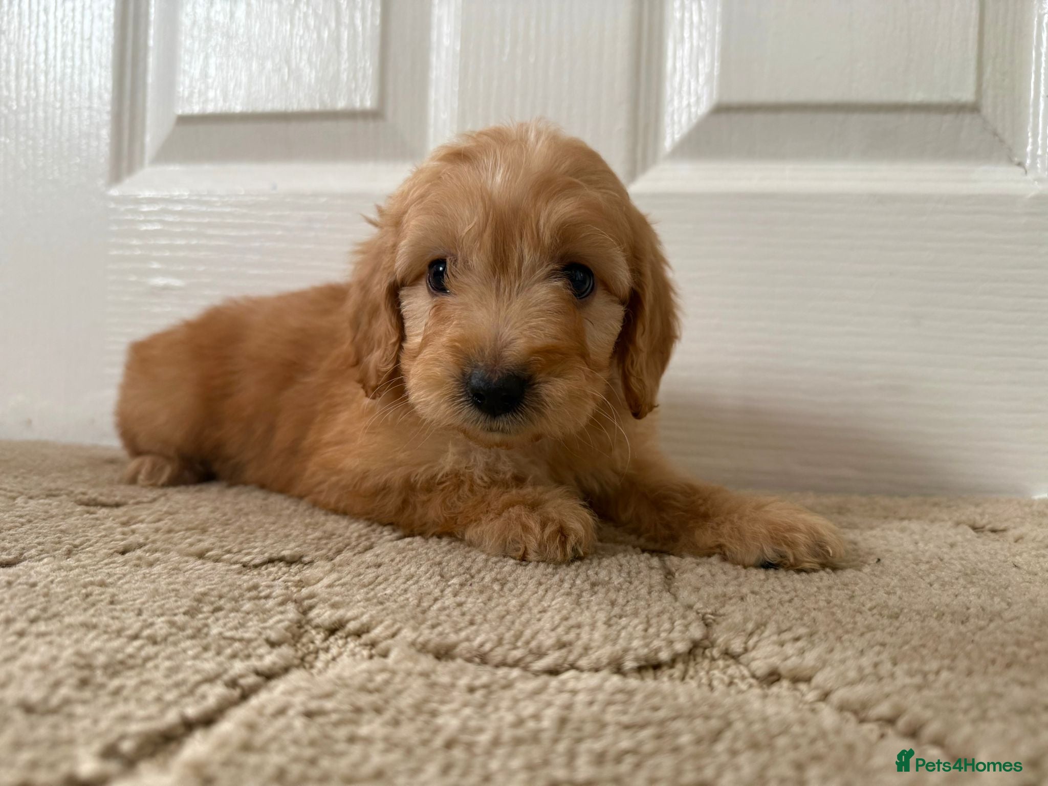 Cockapoo dogs Adorable puppies  - Advert 5