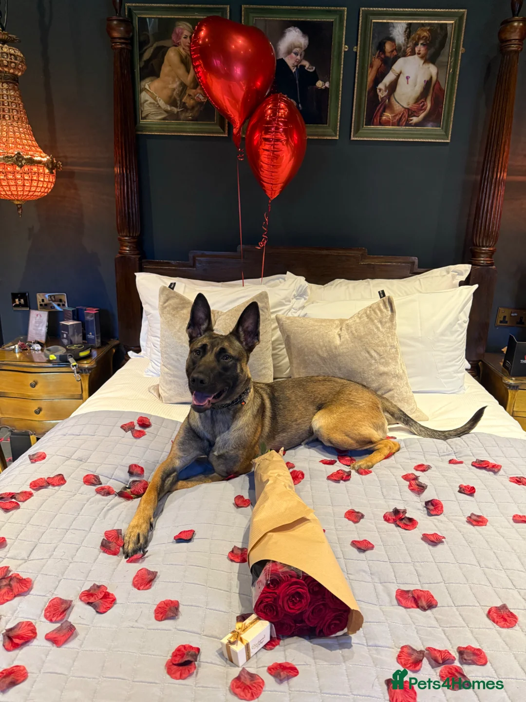 Belgian Shepherd Dog dogs for sale: BRN registered Belgian Malinois - Advert 2