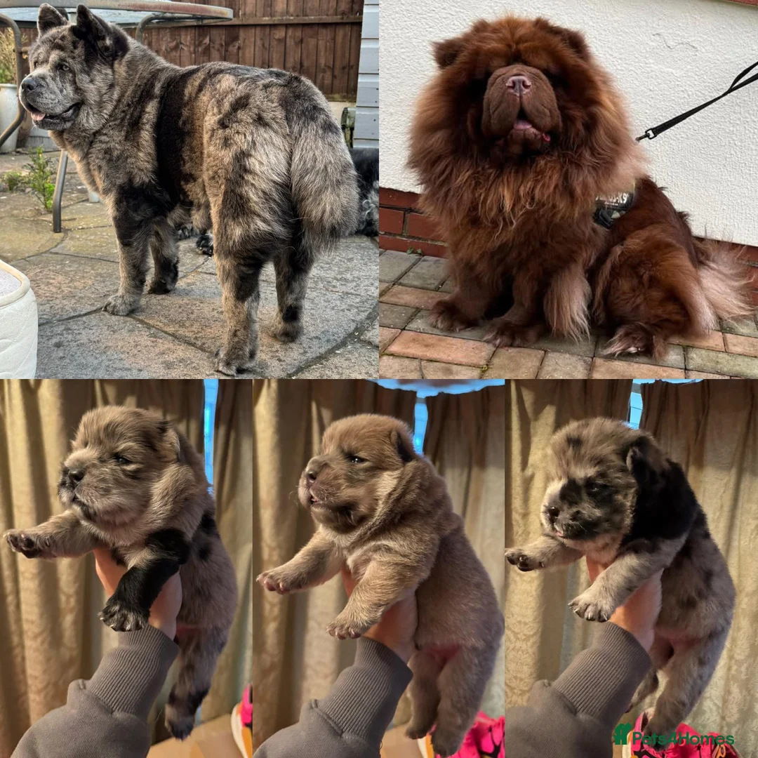 Chow Chow dogs for sale: Chow Chow Male Puppy – Blue Fawn - Advert 2