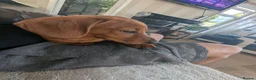 Miniature Dachshund dogs for sale: Loving boy kc registered pra clear  - Advert 2
