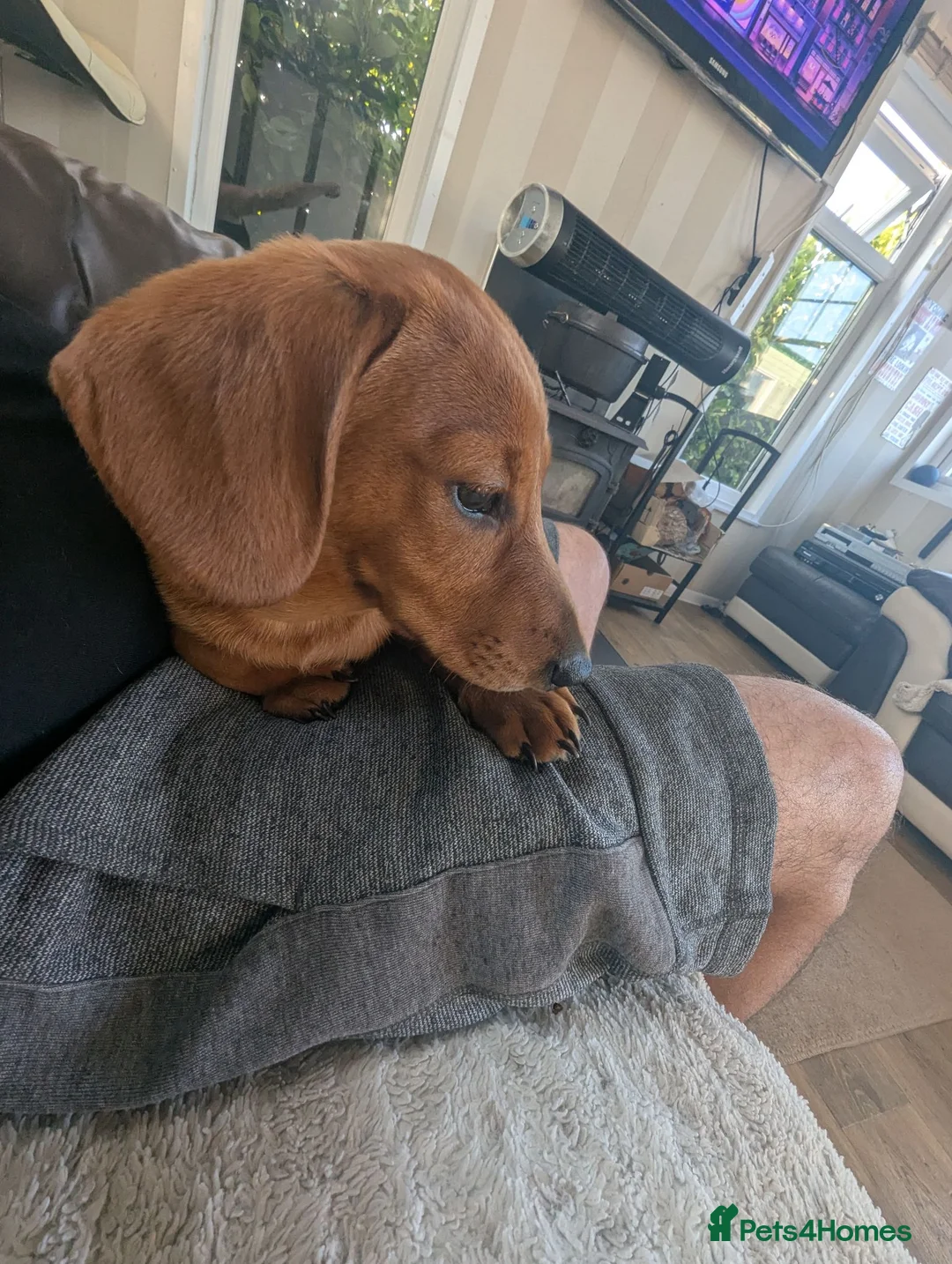Miniature Dachshund dogs for sale: Loving boy kc registered pra clear  - Advert 2