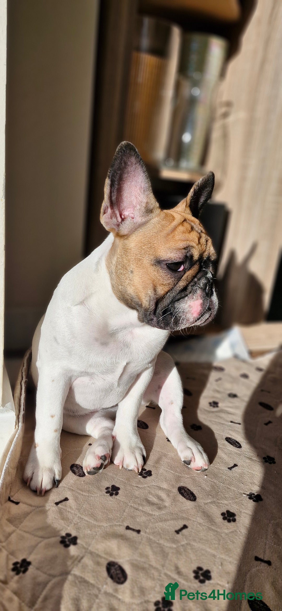 French Bulldog dogs for sale: French Bulldog - Advert 20