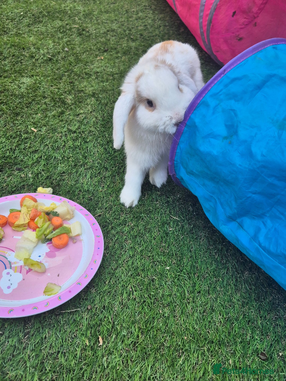 English Lop rabbits for sale: Stunning boy looking for a home  in Warlingham - Image 5