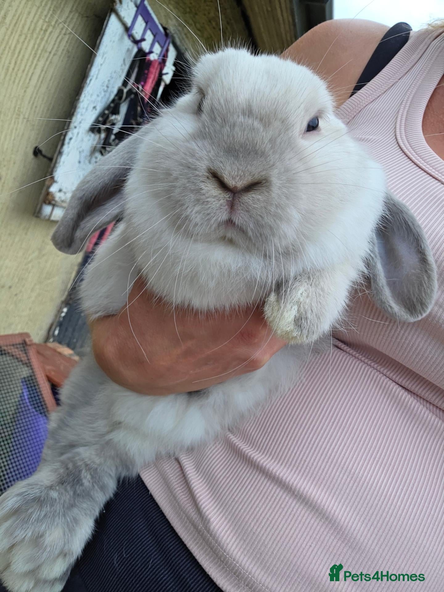Mini Lop rabbits Pure bred mini lop bunnies - Advert 1