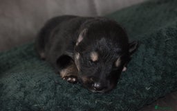 Shepsky dogs for sale: German shepherd x husky puppies - Image 11