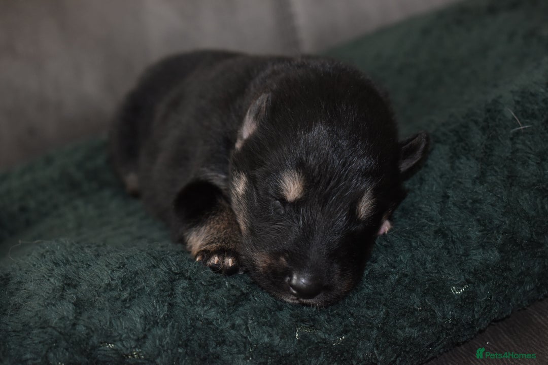 Shepsky dogs for sale: German shepherd x husky puppies - Image 11