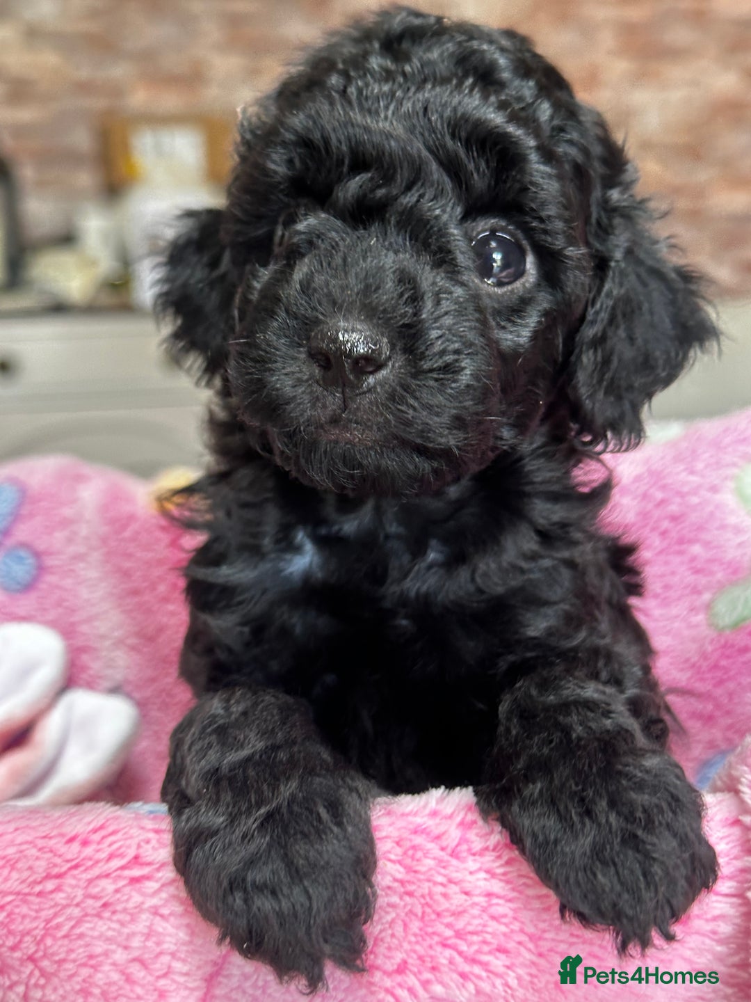 Miniature Poodle dogs for sale: Beautiful litter of Cheeky KC Reg. Mini Poodle's - Image 12