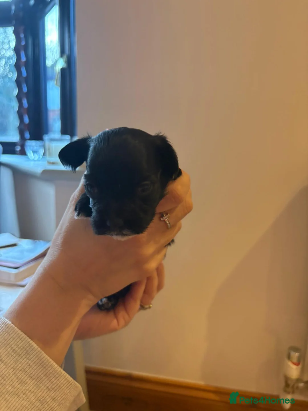 Havanese dogs for sale: Beautiful Havanese puppies - Advert 9