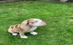 Old Tyme Bulldog dogs for sale: Bulldog pups 💜 1 GIRL LEFT REDUCED 💜   - Image 8