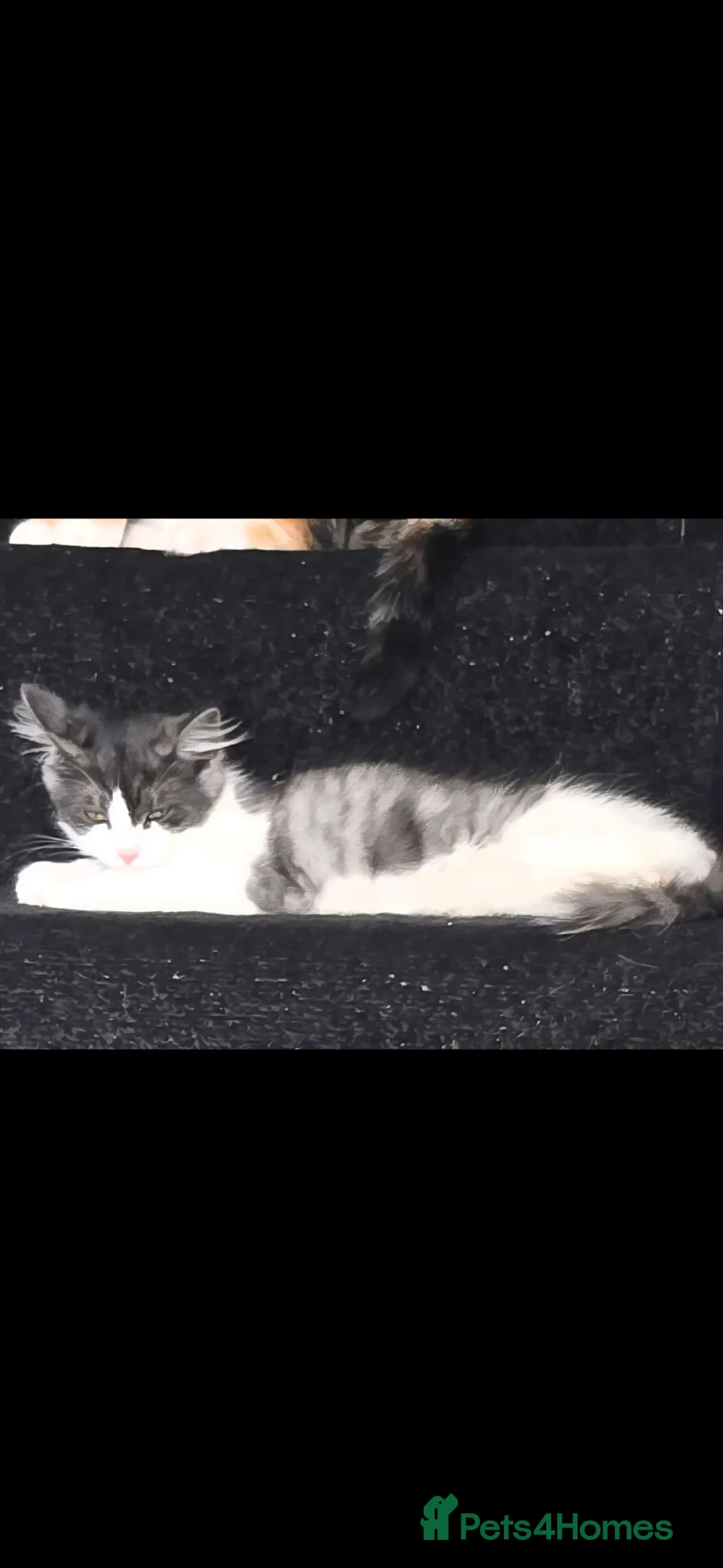 Mixed Breed cats for sale: Black grey white kitten - Advert 1
