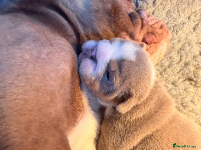 English Bulldog dogs for sale: The most stunning boy elvis - Advert 2