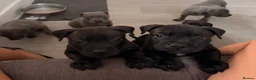 Mixed Breed dogs for sale: Staffordshire bull terrier X Cane corso puppies - Advert 22