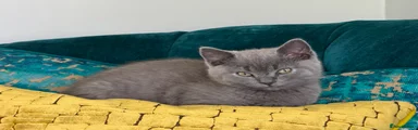 British Shorthair Kitten 2