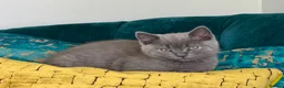 British Shorthair cats for sale: Last male blue British shorthair. - Advert 4