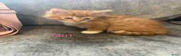 Mixed Breed cats for sale: Mixed kittens - Advert 2