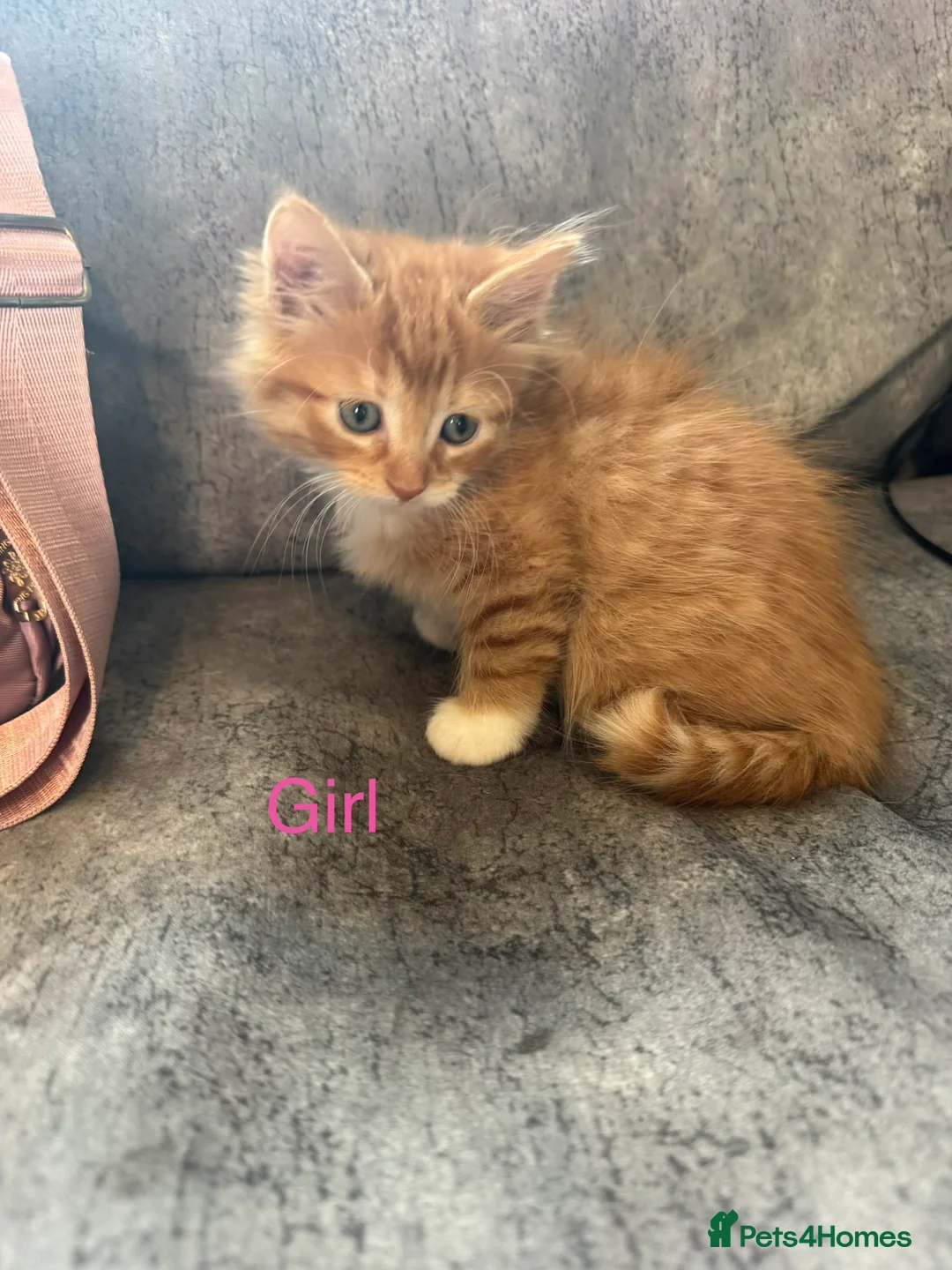Mixed Breed cats for sale: Mixed kittens - Advert 2