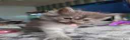Persian cats for sale: 5 amazing persian kittens ready soon - Advert 18