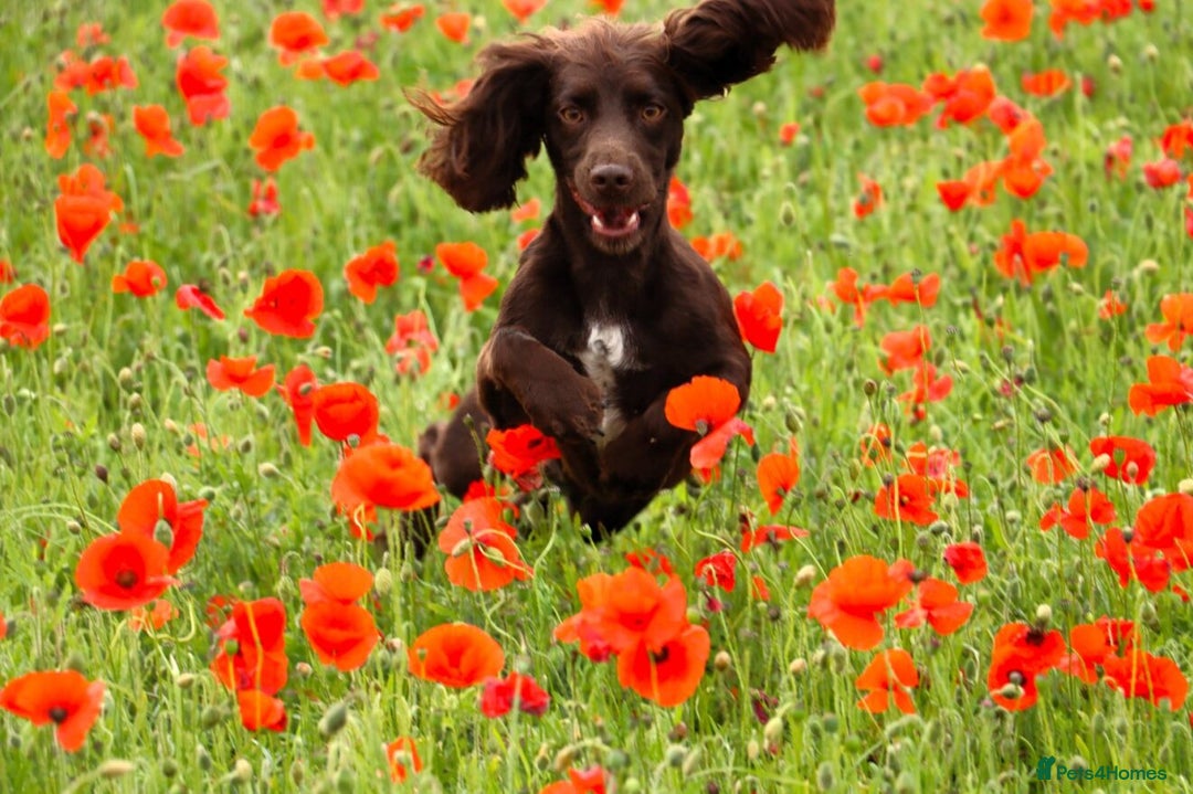 Cockapoo dogs for sale: F1 Cockerpoo Puppies For Sale  - Advert 2