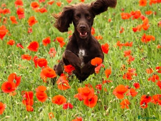 Cockapoo dogs - Advert 1