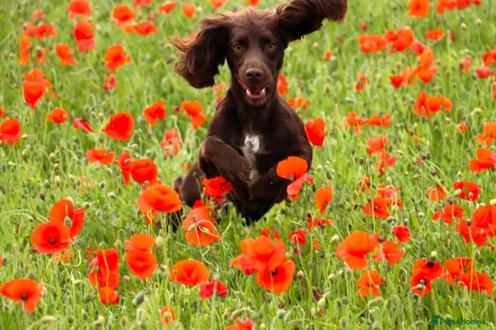 Cockapoo dogs - Advert 1