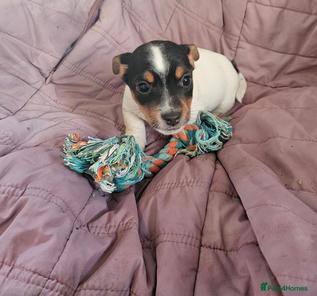 Jack Russell dogs for sale: Beautiful Jack Russell Puppies - Image 7