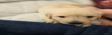 Golden Shepherd Puppy 2