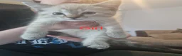 Mixed Breed cats for sale: Kitten in Dundee - Advert 6