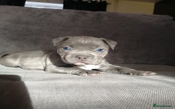 American Bully dogs for stud: American Bully For Stud in London - Image 12