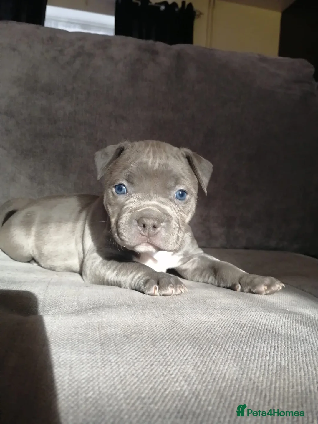 American Bully dogs for stud: American Bully For Stud in London - Advert 12