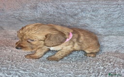 Irish Doodle dogs for sale: Toy Irish Doodle Puppies For Sale  - Image 6