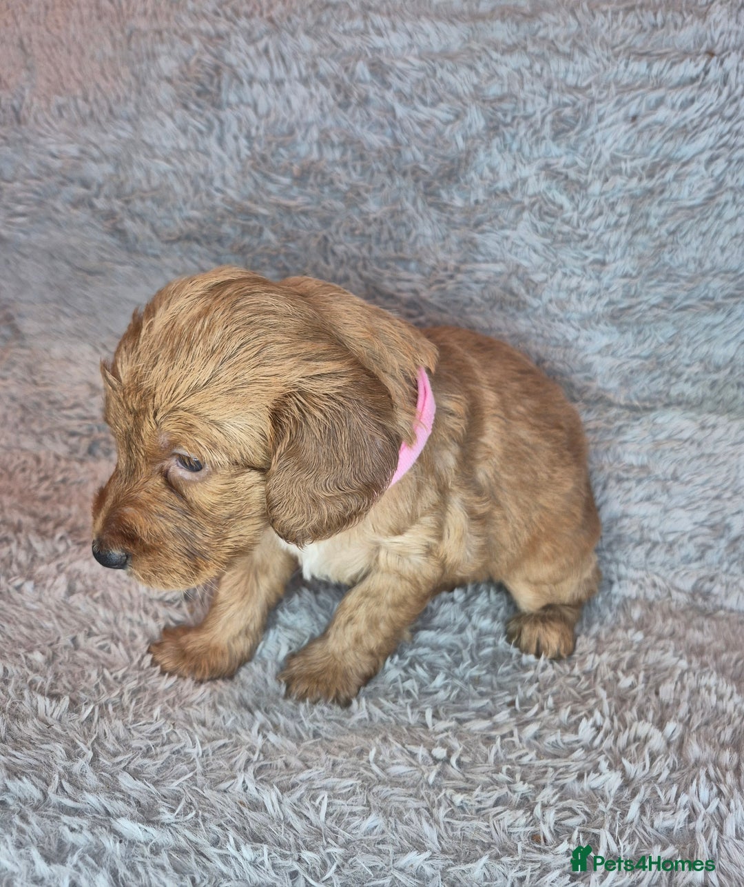 Irish Doodle dogs for sale: Toy Irish Doodle Puppies For Sale  - Image 6