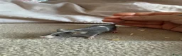 Mouse rodents for sale: Males and females - Advert 2