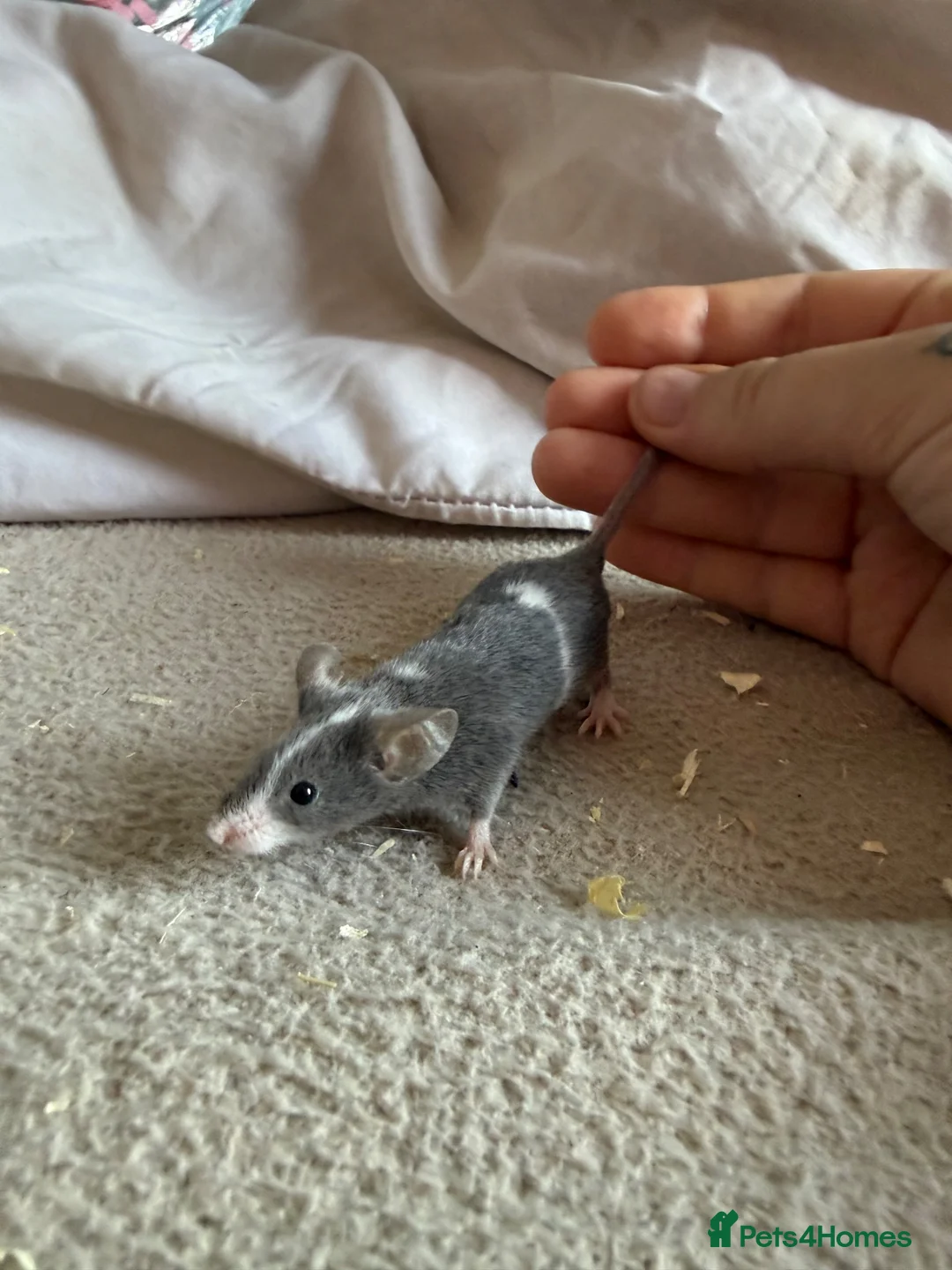 Mouse rodents for sale: Males and females - Advert 2