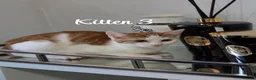 Mixed Breed cats for sale: Litter of 4 ginger tabbys available for rehoming - Advert 7