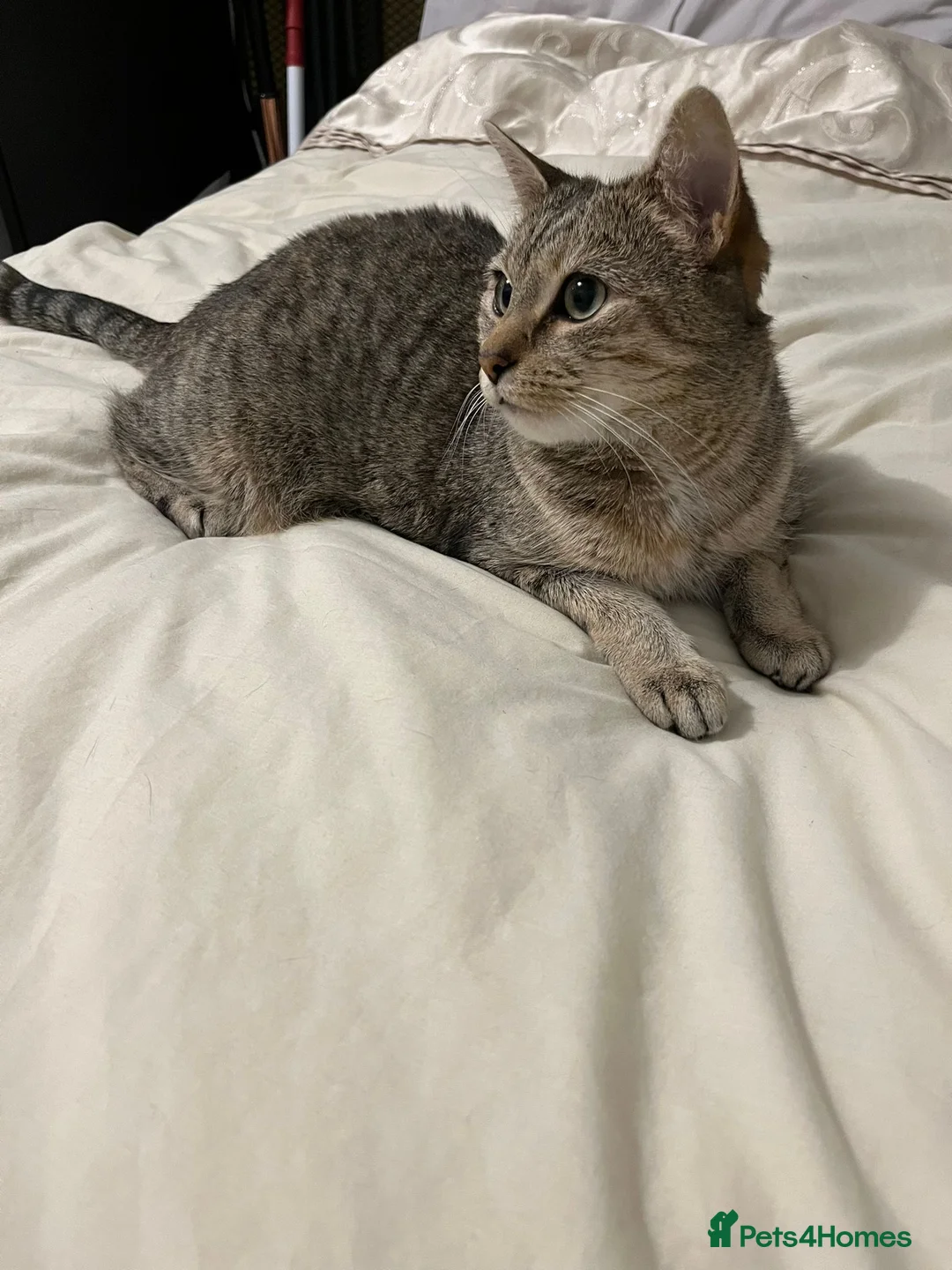 Domestic Shorthair cats for sale: Coco rehoming  - Advert 5