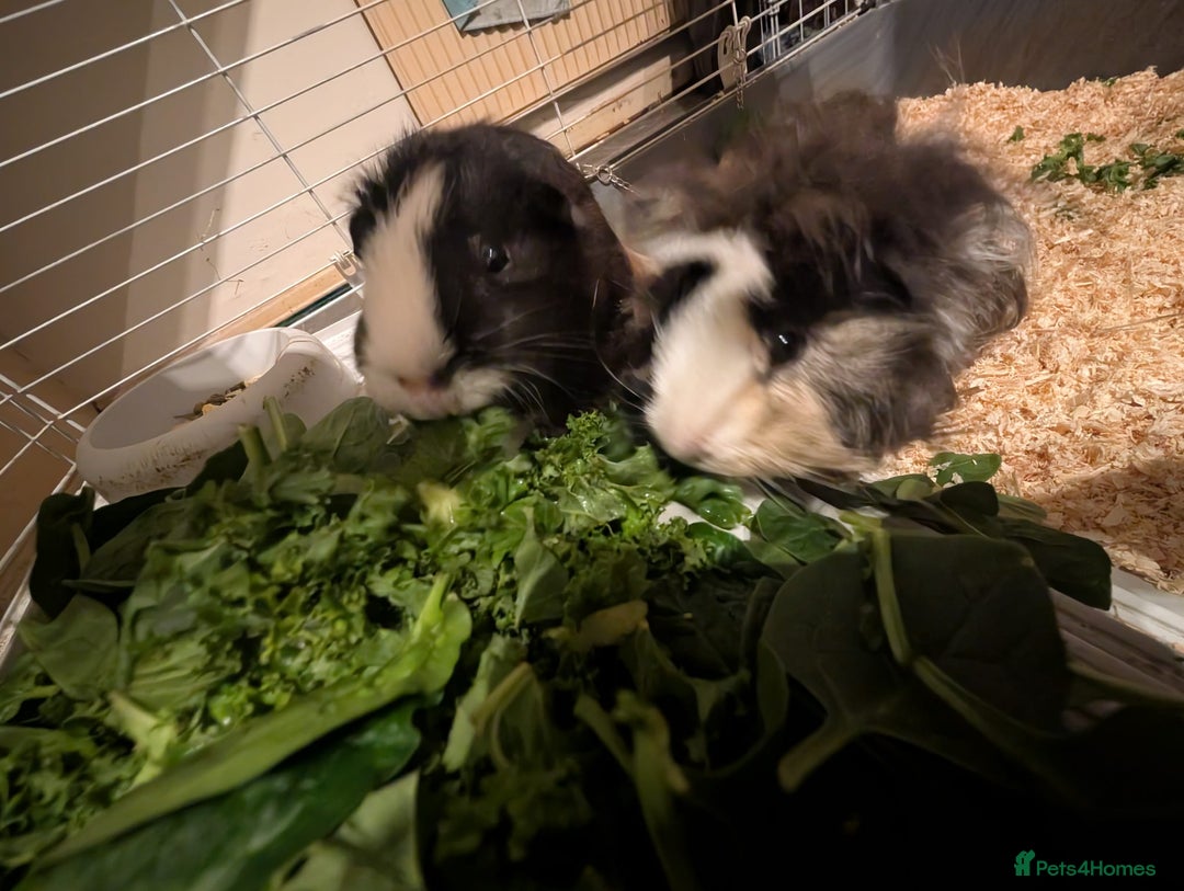 Guinea Pig rodents for sale: Two male guinea pigs and set up for sale  - Advert 2