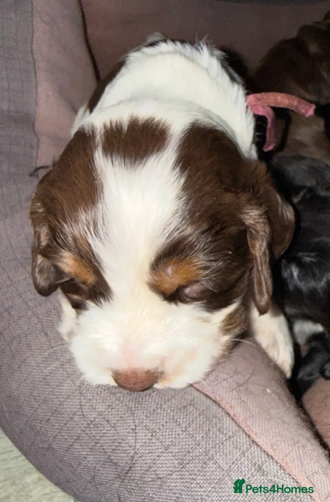 Cocker Spaniel dogs for sale: One male and 1 female show cocker spaniel pup - Advert 6