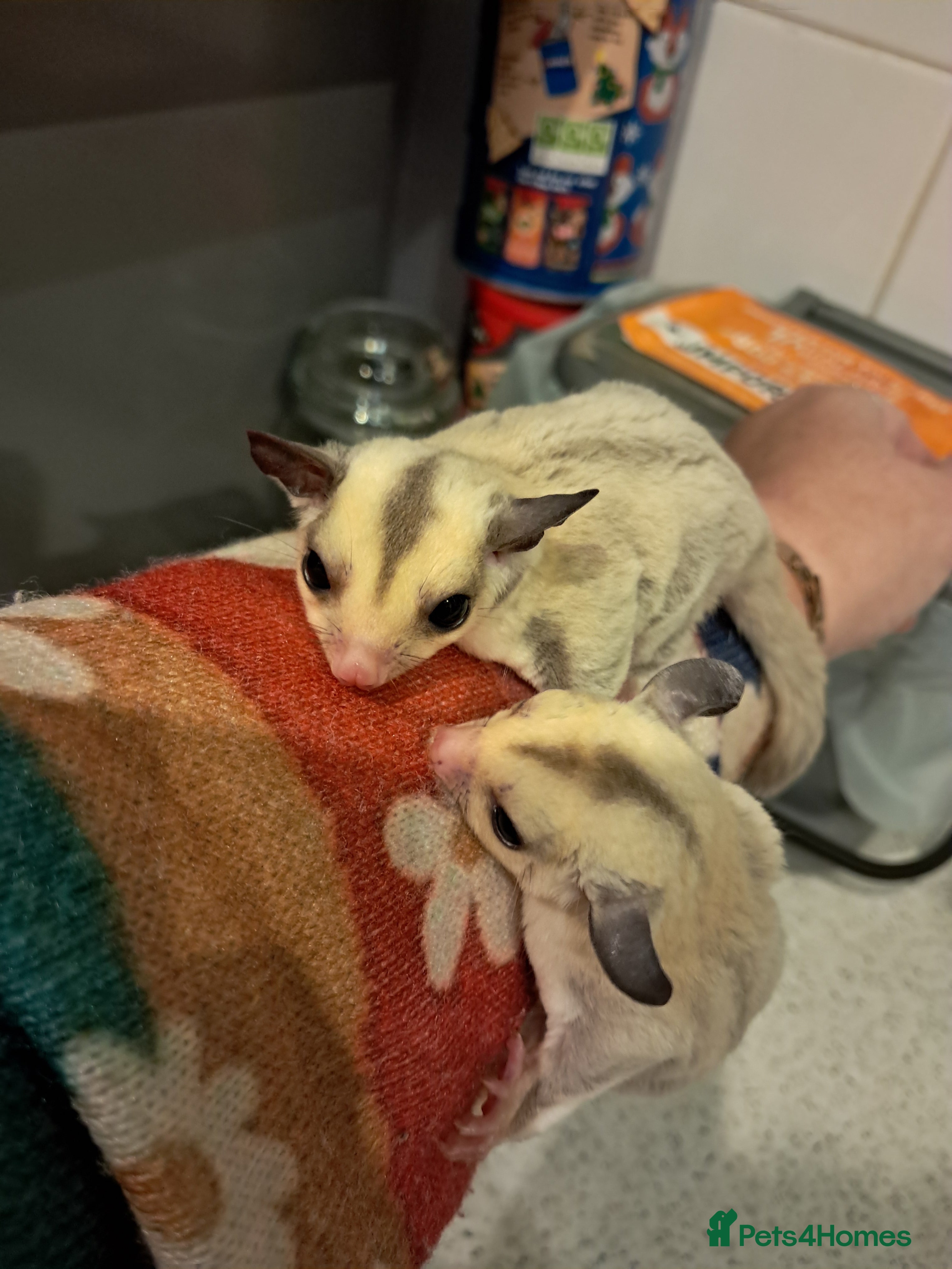 Sugar Glider rodents Female Platinum het Leucistic Sugar Glider Joeys - Advert 1