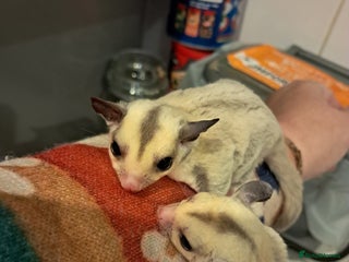 Sugar Glider rodents Female Platinum het Leucistic Sugar Glider Joeys - Advert 1