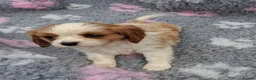 Cavalier King Charles Spaniel dogs for sale: Beautiful Cavalier pup - Advert 4