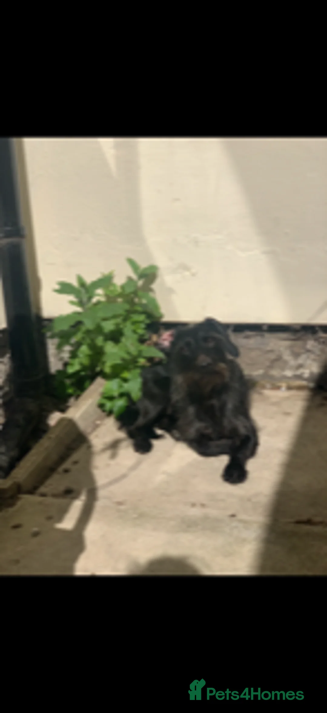 Dachshund dogs for sale: Wire Haired Dachshund - Dougie/Douglas - Advert 3