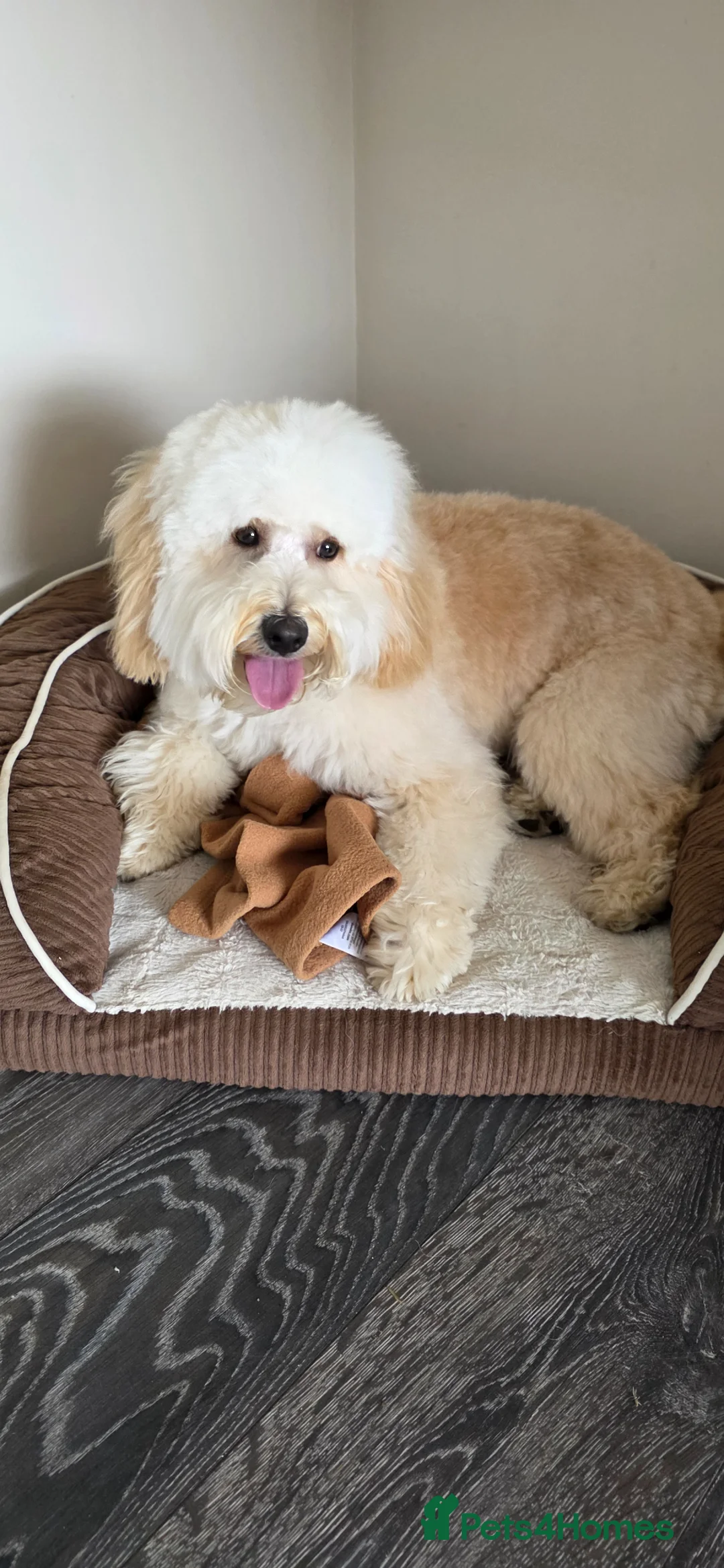 Mixed Breed dogs for sale: Charley  - Advert 3