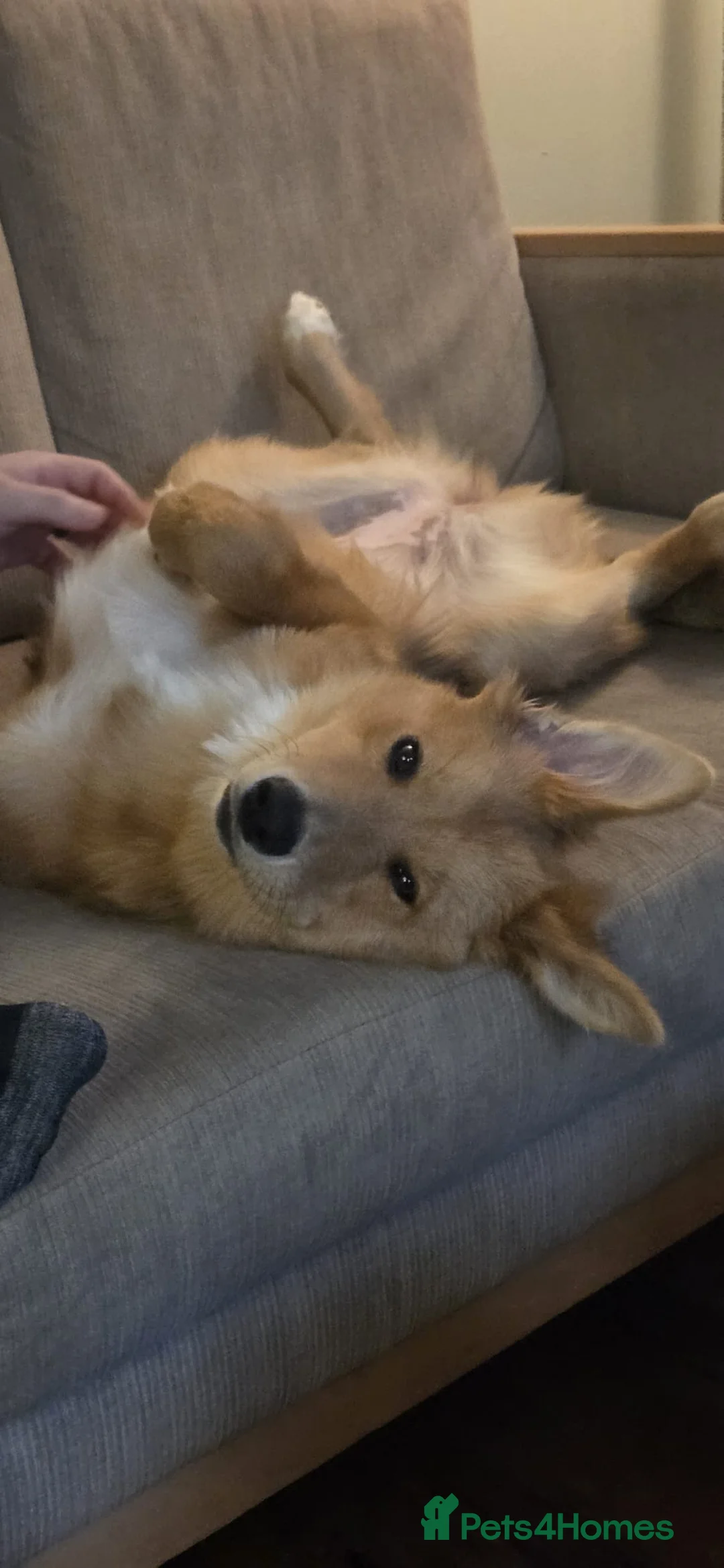 Mixed Breed dogs for sale: Zelda - German Shepard X Husky X Border collie - Advert 11