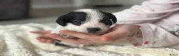 Jackapoo dogs for sale: Jackpoo puppies  - Advert 5
