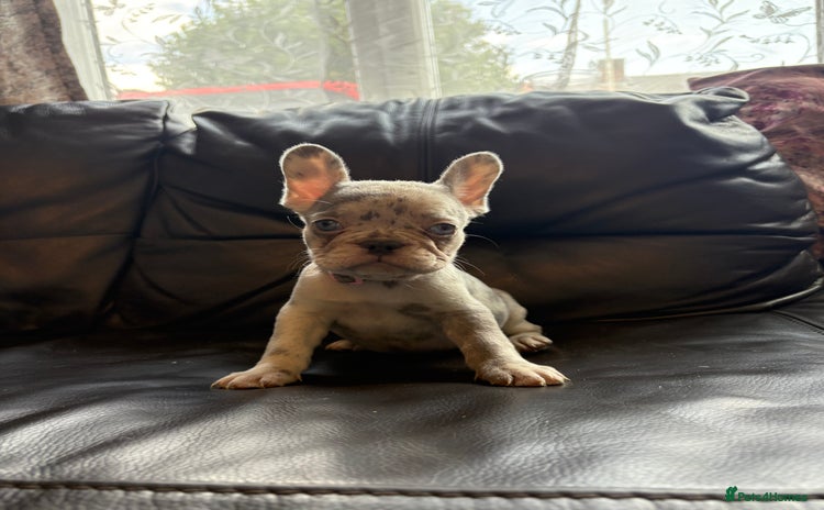 French Bulldog dogs - Advert 2