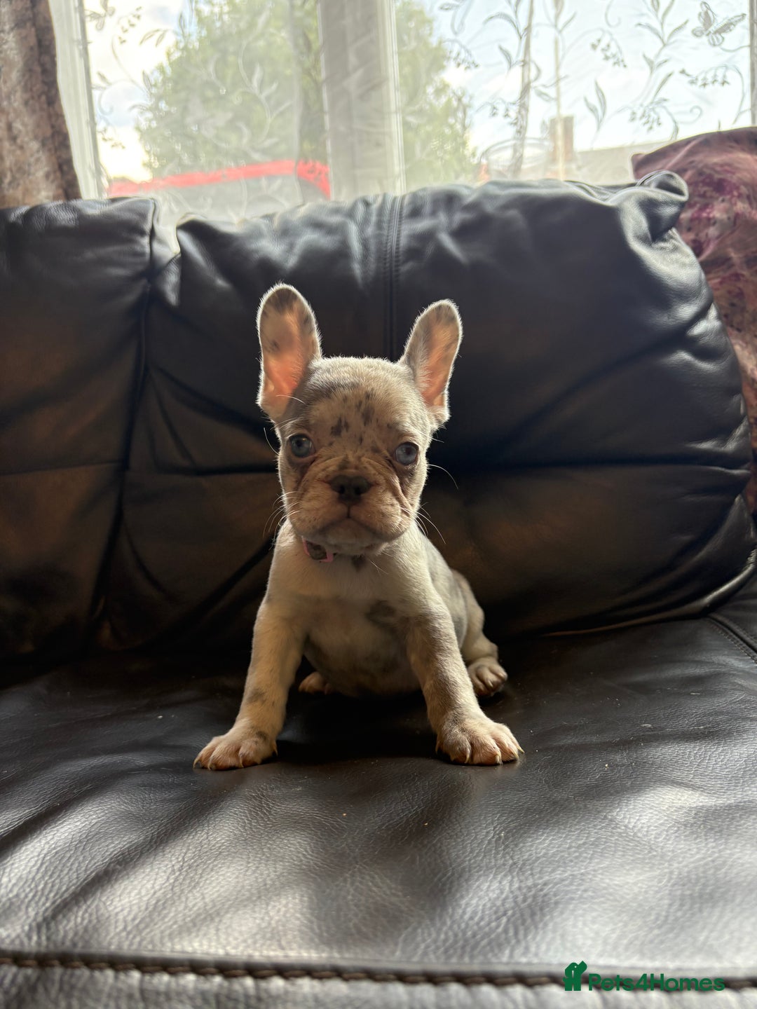 French Bulldog dogs for sale: French bulldog females puppies - Image 1