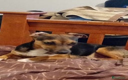 Mixed Breed dogs for sale: Meet Ozzy 5Yr old Jack-Chi - Image 4